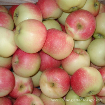 Bonne qualité Gala frais Apple Nouvelle culture Rouge Couleur